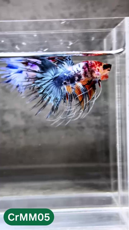 Crowntail Multicolor Male Betta Fish | High Grade | You Pick Fish |