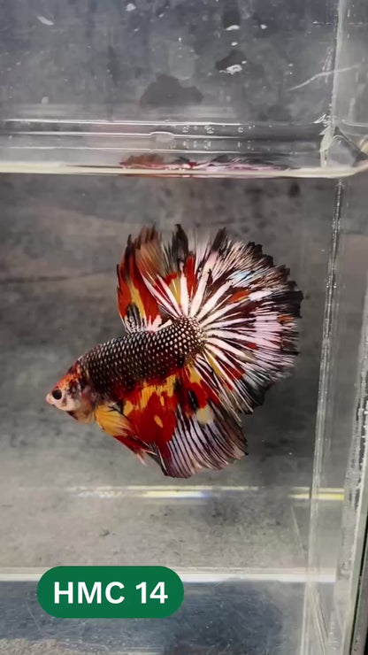 Multicolor Halfmoon Male Betta Fish | High Grade | Order Directly From Farm |  You Pick Fish |