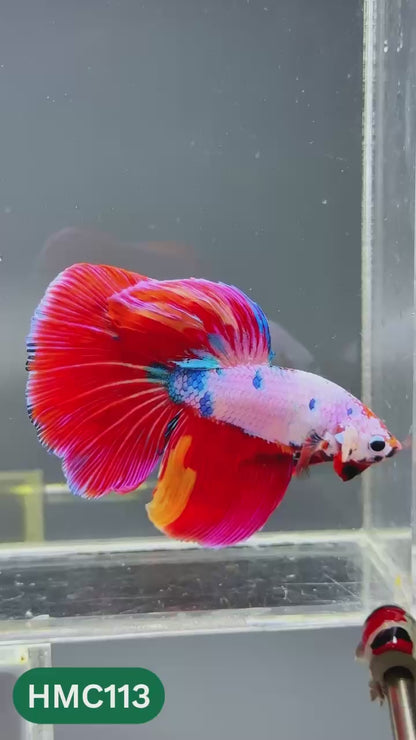 Multicolor Halfmoon Male Betta Fish | Order Directly From Farm | You Pick Fish