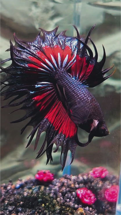 Copper Red Crowntail Male Betta Fish