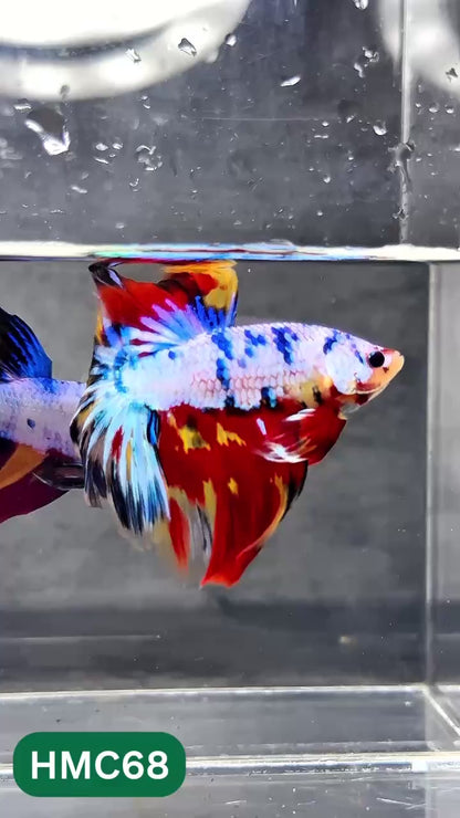 Multicolor Halfmoon Male Betta Fish | Order Directly From Farm | You Pick Fish
