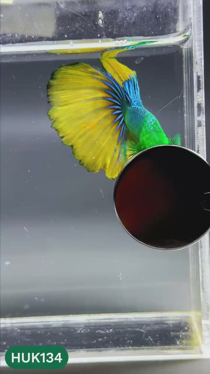 Black Hulk Halfmoon Male Betta Fish | You Pick Fish