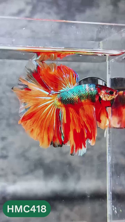 Multicolor Halfmoon Male Betta Fish | High Grade | Order Directly From Farm |  You Pick Fish |