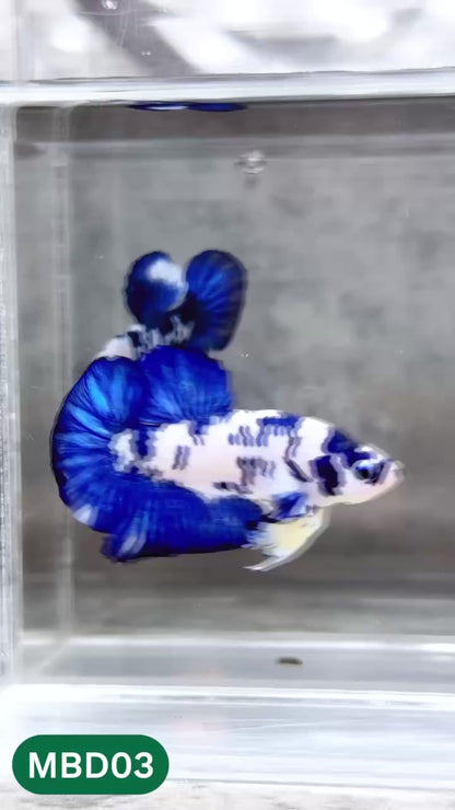 Blue Marble Dot Plakat Male Betta Fish | You Pick Fish