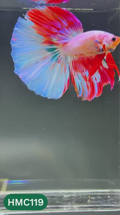 Multicolor Halfmoon Male Betta Fish | Order Directly From Farm | You Pick Fish