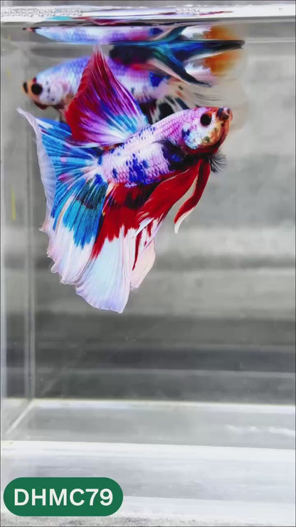 Multicolor Halfmoon Male Betta Fish | Order Directly From Farm | You Pick Fish