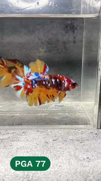 King Giant Plakat Male Betta Fish | You Pick Fish | High Grade