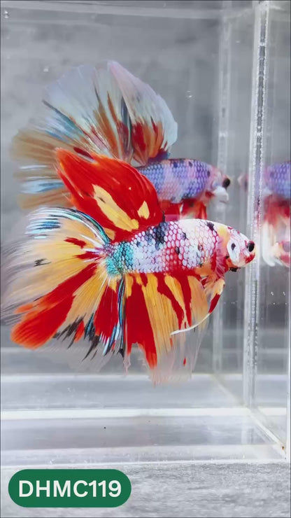 Multicolor Halfmoon Male Betta Fish | Order Directly From Farm | You Pick Fish