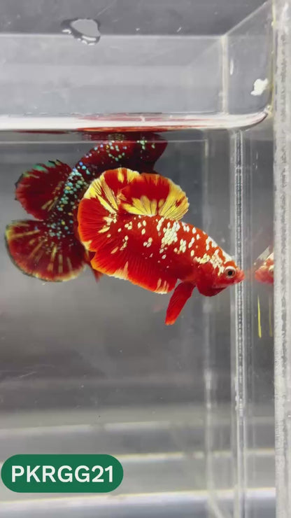 Golden Star Dust Galaxy Plakat Male Betta Fish | Super Rare | You Pick Fish