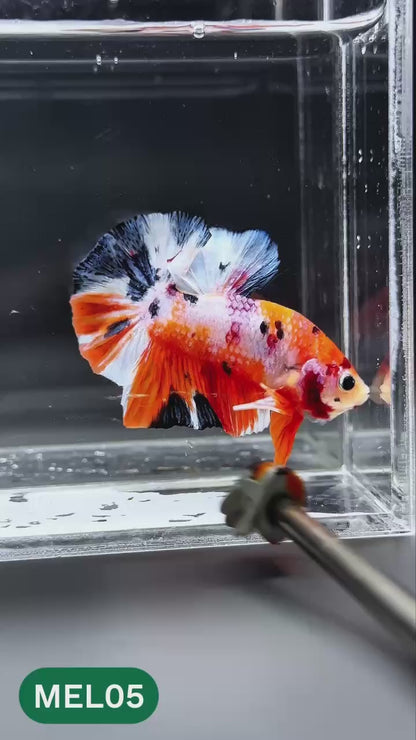 Multicolor Metallic Plakat Male Betta Fish | You Pick Fish | Exclusive Grade