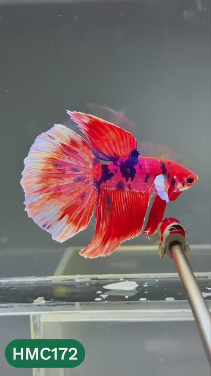 Multicolor Halfmoon Male Betta Fish | Order Directly From Farm | You Pick Fish