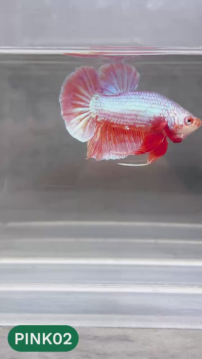 Pink Plakat Male Betta Fish | You Pick Fish | Rare Color