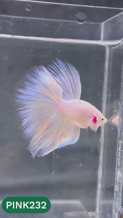Pink Halfmoon Male Betta Fish | You Pick Fish | Order Directly From Farm