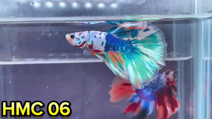 Multicolor Halfmoon Male Betta Fish | High Grade | Order Directly From Farm|  You Pick Fish |