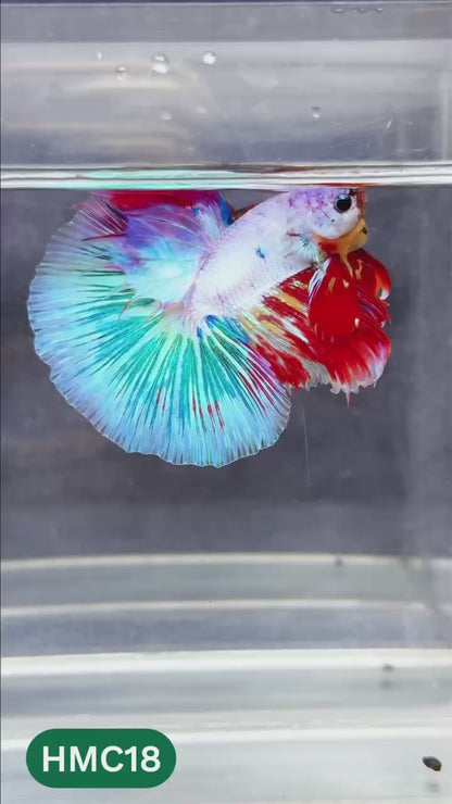 Multicolor Halfmoon Male Betta Fish | Order Directly From Farm | You Pick Fish