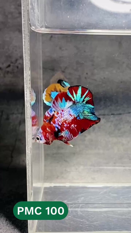 Multicolor Plakat Male Betta Fish |Show Grade|  You Pick Fish