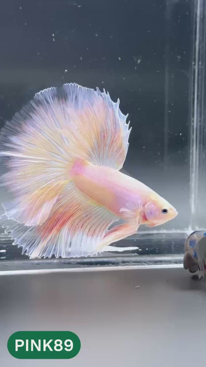 Pink Halfmoon Male Betta Fish | You Pick Fish | Order Directly From Farm
