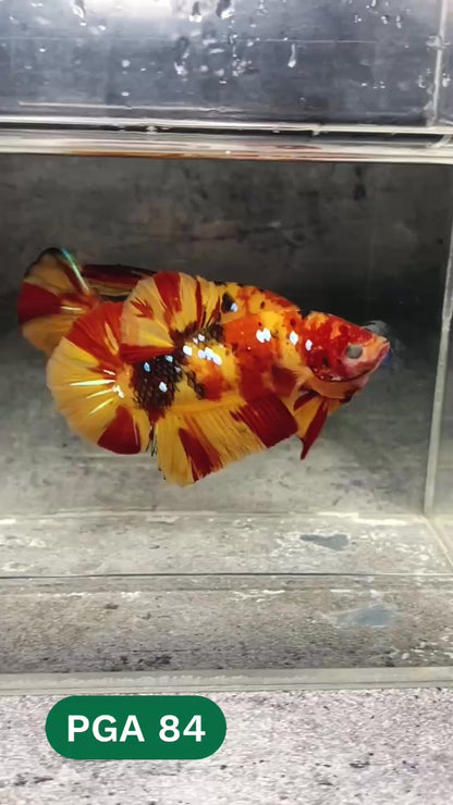 King Giant Plakat Male Betta Fish | You Pick Fish | High Grade