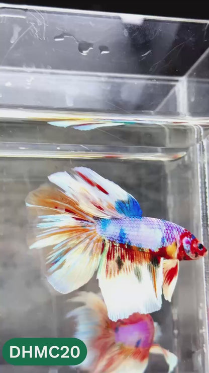 Multicolor Halfmoon Male Betta Fish | High Grade | Order Directly From Farm |  You Pick Fish |