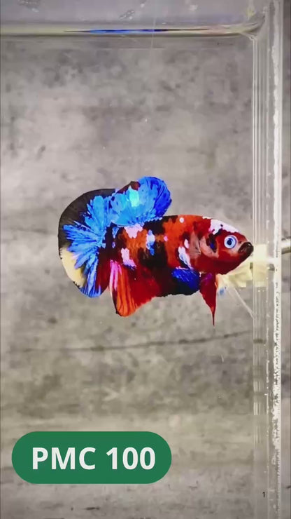 Multicolor Plakat Male Betta Fish |Show Grade|  You Pick Fish