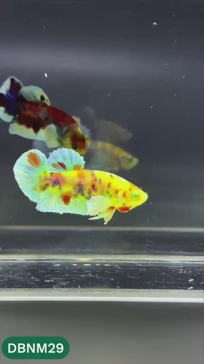 Dumbo Neno Neon Plakat Male Betta Fish | Neon Betta | You Pick Fish