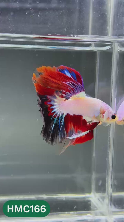 Multicolor Halfmoon Male Betta Fish | Order Directly From Farm | You Pick Fish