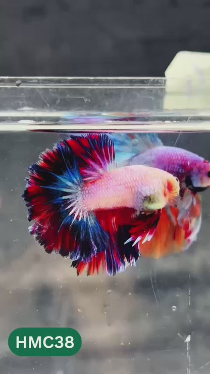 Multicolor Halfmoon Male Betta Fish | Order Directly From Farm | You Pick Fish
