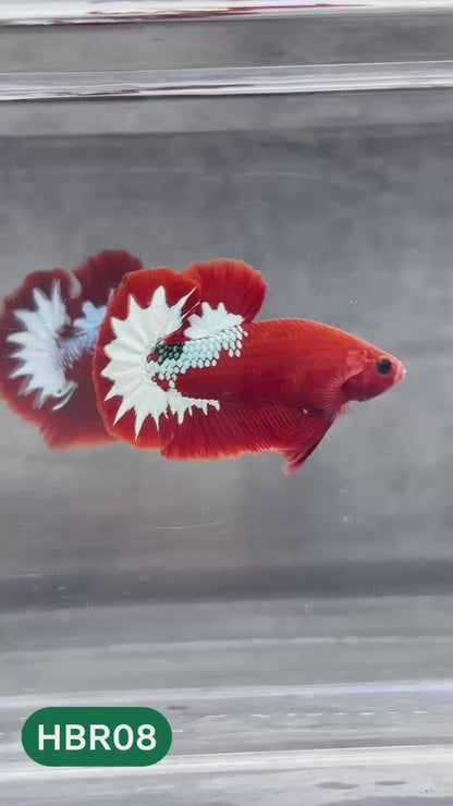 Hellboy Plakat Male Betta Fish | Order Directly From Farm | You Pick Fish