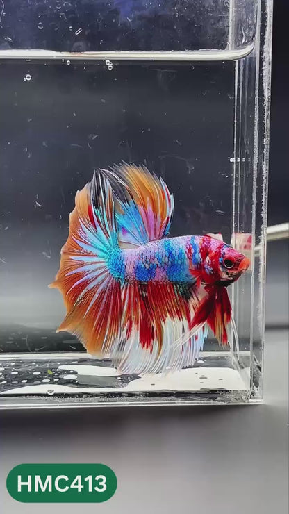 Nemo Halfmoon Male Betta Fish | Order Directly From Farm | You Pick Fish