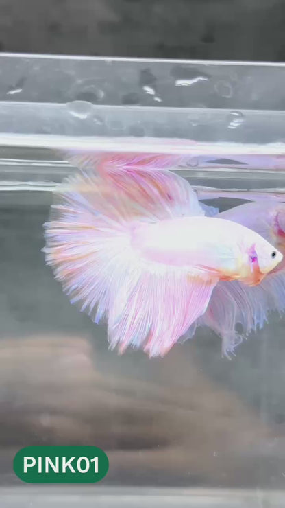 Pink Halfmoon Male Betta Fish | You Pick Fish | Order Directly From Farm