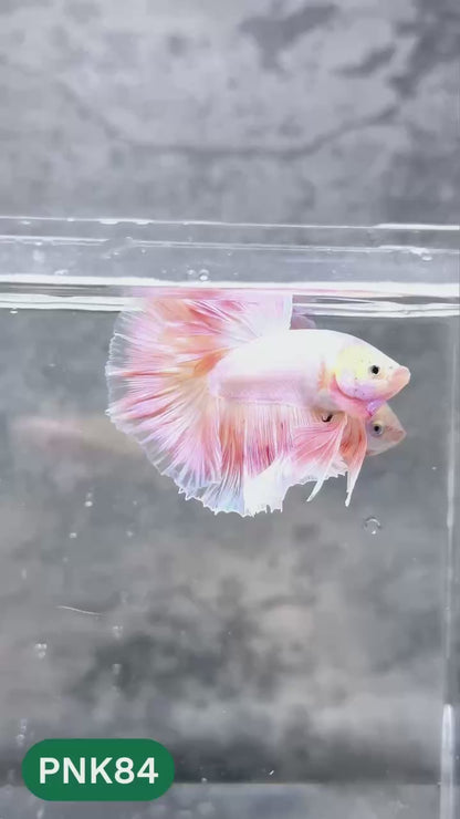 Pink Halfmoon Male Betta Fish | You Pick Fish | Order Directly From Farm