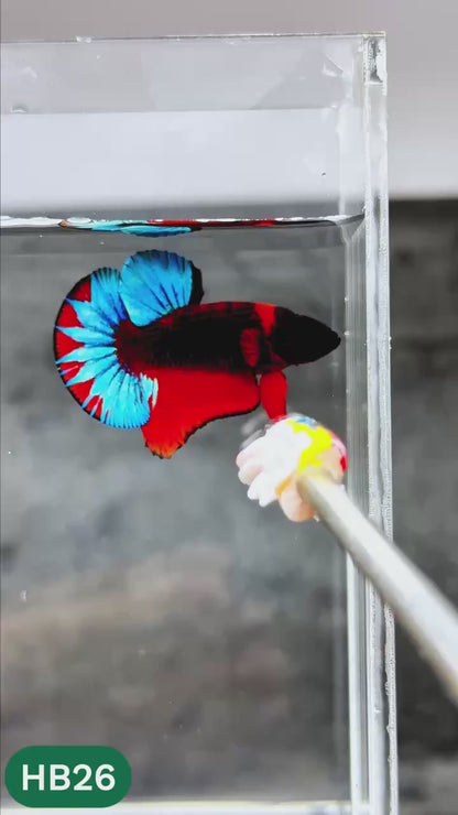 Hellboy Plakat Male Betta Fish | Order Directly From Farm | You Pick Fish