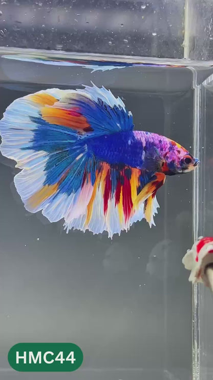 Multicolor Halfmoon Male Betta Fish | High Grade | Order Directly From Farm |  You Pick Fish |