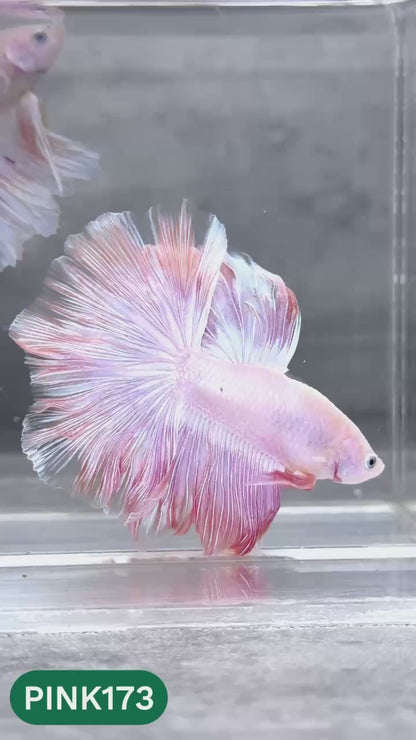 Pink Halfmoon Male Betta Fish | You Pick Fish | Order Directly From Farm