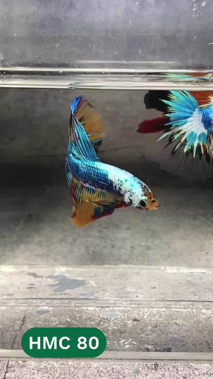 Multicolor Halfmoon Male Betta Fish | High Grade | Order Directly From Farm |  You Pick Fish |