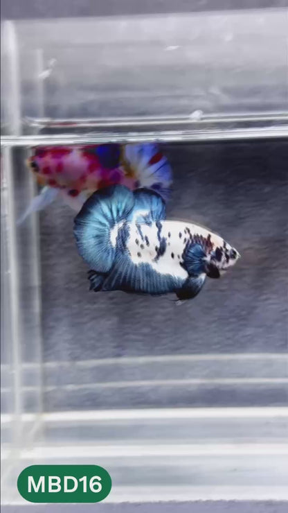 Blue Marble Dot Plakat Male Betta Fish | You Pick Fish