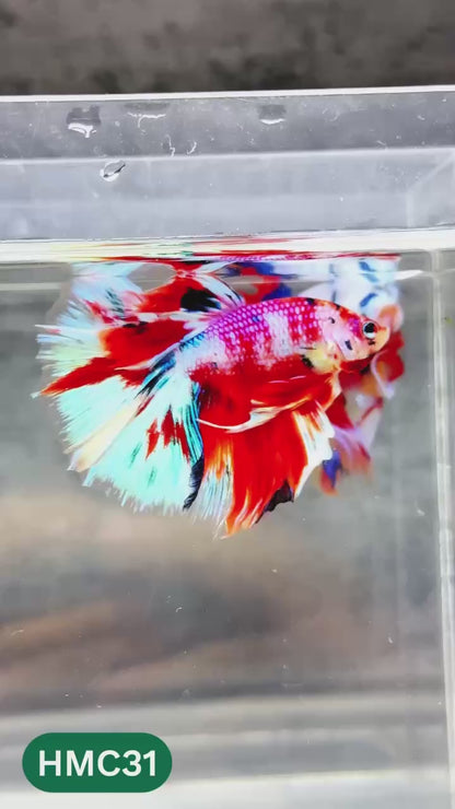 Multicolor Halfmoon Male Betta Fish | High Grade | Order Directly From Farm |  You Pick Fish |