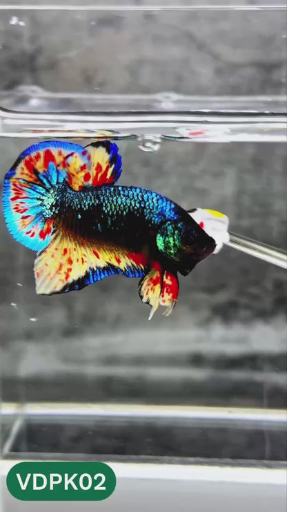 Vanda Plakat Male Betta Fish | You Pick Fish | Exotic Betta