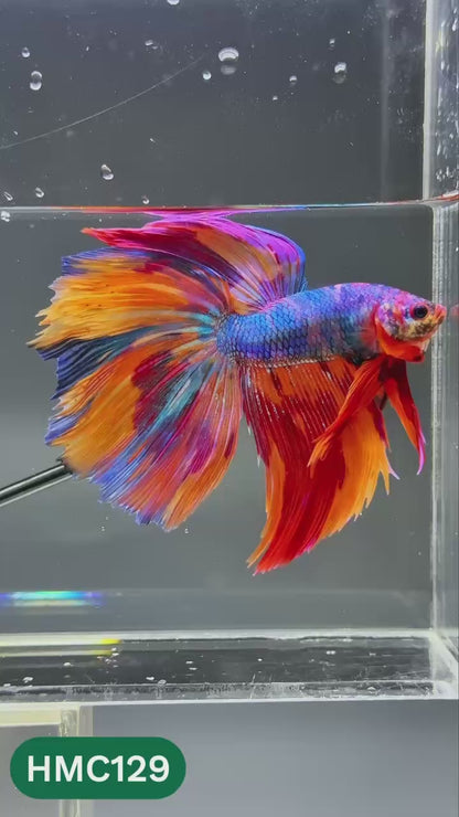 Multicolor Halfmoon Male Betta Fish | Order Directly From Farm | You Pick Fish