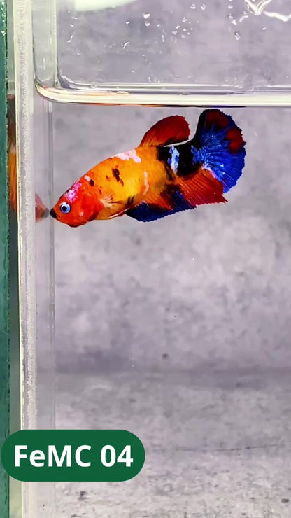 Multicolor Female Betta Fish | You Pick Fish | High Grade