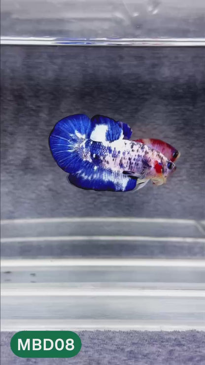 Blue Marble Dot Plakat Male Betta Fish | You Pick Fish