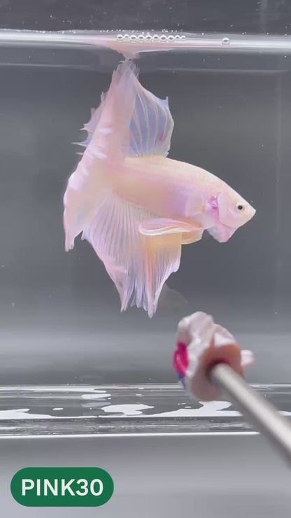 Pink Halfmoon Male Betta Fish | You Pick Fish | Order Directly From Farm