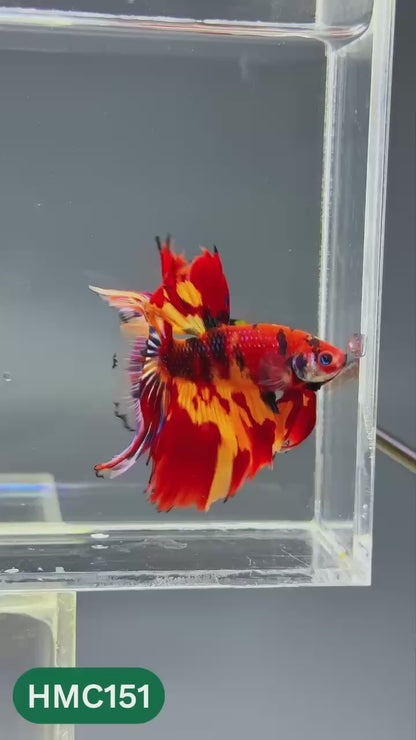 Multicolor Halfmoon Male Betta Fish | Order Directly From Farm | You Pick Fish