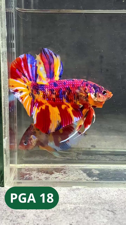 King Giant Plakat Male Betta Fish | You Pick Fish | High Grade