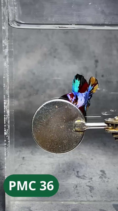 Multicolor Plakat Male Betta Fish |Show Grade|  You Pick Fish