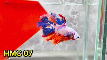 Multicolor Halfmoon Male Betta Fish | High Grade | Order Directly From Farm|  You Pick Fish |