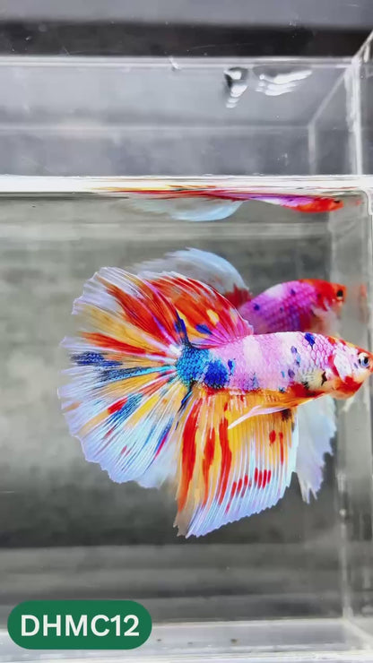 Multicolor Halfmoon Male Betta Fish | High Grade | Order Directly From Farm |  You Pick Fish |