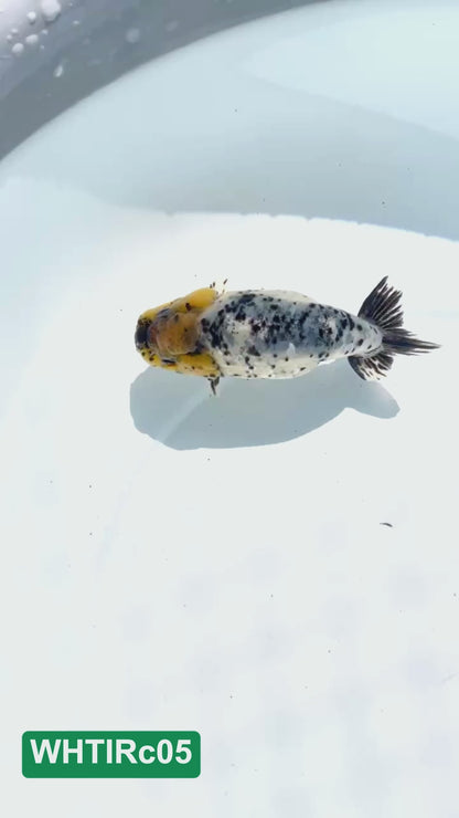 Pearl White Tiger Calico Ranchu Goldfish | You Pick Fish