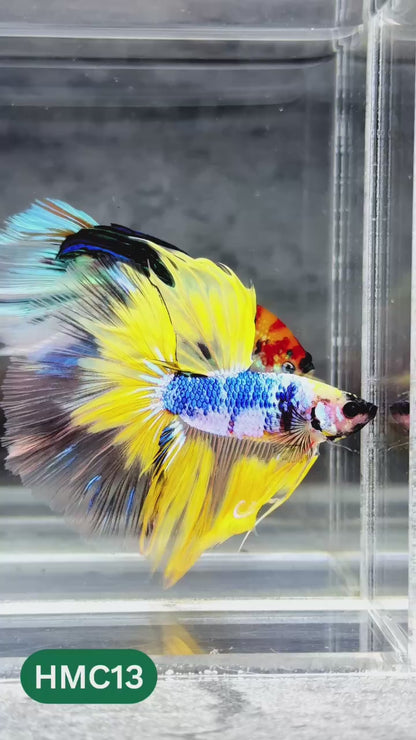 Nemo Halfmoon Male Betta Fish | Order Directly From Farm | You Pick Fish