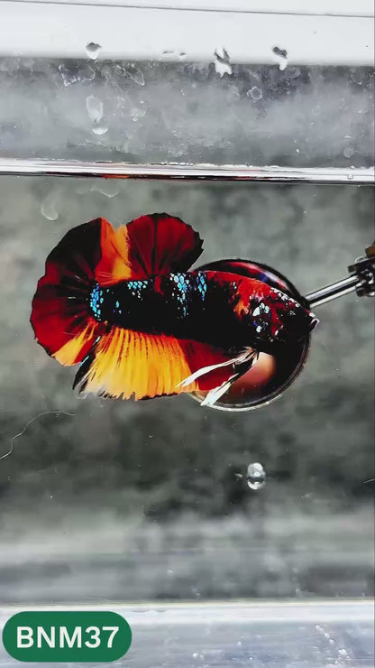 Dark Flame Hellfire Plakat Male Betta Fish | You Pick Fish | Rare Betta
